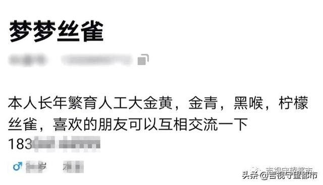 金青鸟 2026年金青鸟的叫声 金青鸟 2026年金青鸟的叫声