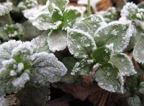 植物防冻剂，真能防冻吗？怎么选择？怎么使用？要点都在这