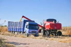 爱科红装助力玉米机收“金满仓”图片