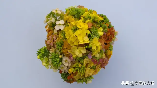 北国杏花初绽，江南已是油菜花漫山，“可甜可盐”的彩色油菜花，爱了！