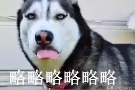 警察：“哈士奇不讲武德”。拆警察局、抢民女、欺负人类幼崽图片