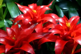 7种吉祥花，适合养在家里，一帆风顺鸿运当头，日子越过越红火图片