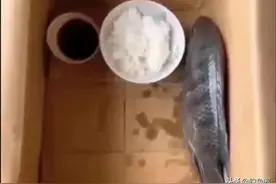 “傻子鱼”排名了！这5种鱼经常被钓友吐槽，一旦进窝就不肯走图片