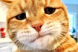 全网最帅的霸道总裁猫VS全网最萌的猫  我竟然脑补出了一本小说图片