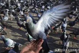 「赛鸽资讯」饲养与训练的小技巧图片