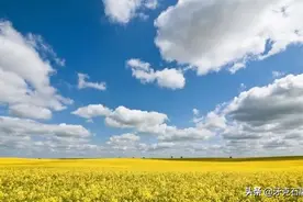 相约林都牙克石 赏万亩油菜花海图片