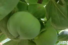 三千年读史 不外功名利禄，九万里悟道 终归诗酒田园图片