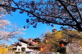 南京应该全面换栽樱花吗？这些樱花同日军无关（萨沙问答14集）图片