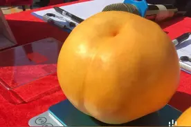 这只大桃子，获评大连“桃王”！图片