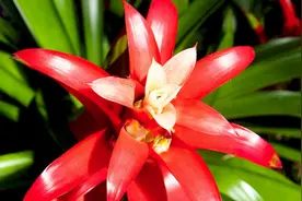 凤梨花怎么养？注意这三点，尤其是浇水，让你的凤梨花鲜艳不黄叶视频封面