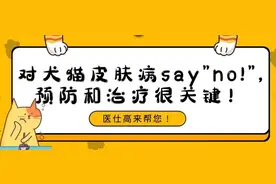 对犬猫皮肤病say"no!",预防和治疗很关键图片