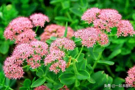适合秋天种植的5种漂亮花，大气好养有格调，值得拥有图片