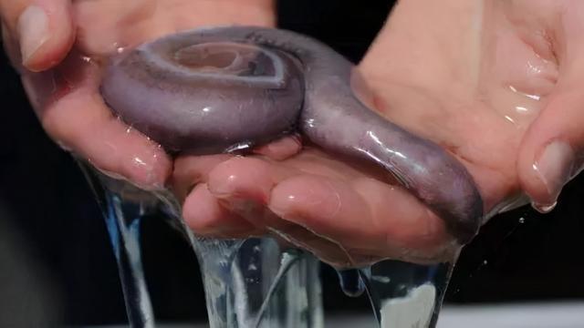 海底最奇特的共生关系，隐鱼为什么喜欢往海参的后面钻？