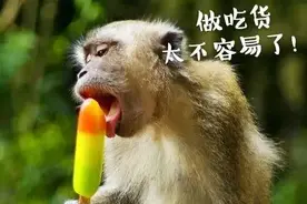 能吃不一定是福！这只猴子被卖来卖去，就是因为太能吃图片