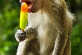 能吃不一定是福！这只猴子被卖来卖去，就是因为太能吃图片