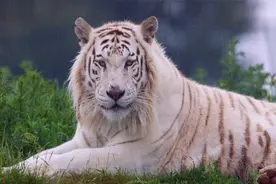 民间俗语：“白虎穿堂过，人亡家也破”，“白虎”是指的啥？图片