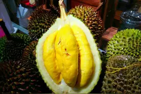 同样是榴莲，金枕头、猫山王、干尧、苏丹王，谁才是榴莲中的王者图片