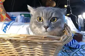 这只抗拒摆摊的猫，在被一群小姐姐亲过后，现在天天主动要求出摊图片