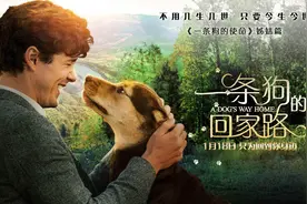 电影推荐（27）：暗讽美军败走阿富汗的《一条狗的回家路》图片