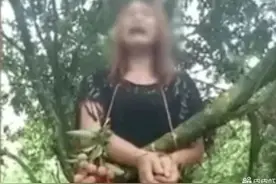 女子偷荔枝惨被直接绑到树上图片