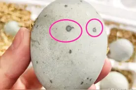 买皮蛋：碰到这4种转身走就对了，10元9个也不要，小贩自己都不吃图片