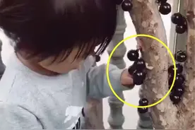 宝宝帮妈妈摘果子，大家却被吸引，网友：能叫出名的厉害图片