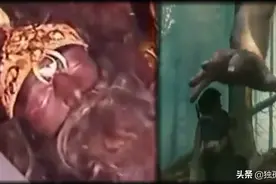 “还活着的巨人”被秘密拍摄，多角度探索远古时可能存在的巨人族图片