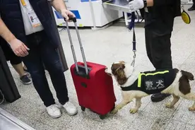 进博会“萌宠警卫”用鼻子闻出282件违禁品，拒绝乘客拍照抚摸很“高冷”！图片