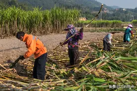 漳平西园基太民间红糖制作技艺图片