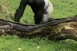 搞笑趣图：大猩猩，你这样的块头，真的不适合卖萌的图片