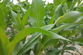 请问种地的朋友，200元1亩租种邻居家的5亩地，种粮补助款归谁？图片