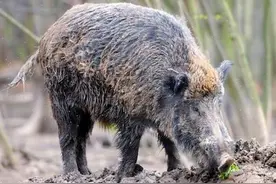 野猪糟蹋庄稼，打不了，补偿难，农民朋友该怎么办？看完有数了图片