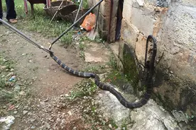 眼镜王蛇如何完成交配？如果不满还会吃掉配偶？它为何如此残忍图片