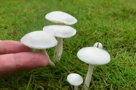 一家三口中毒就医！福建人爱吃的这菜，别再乱吃了！正大量上市图片
