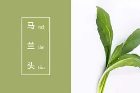 “马兰头”不辜负春天的馈赠。健康又美味！图片