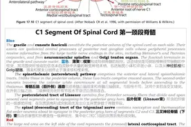 精品 | 十大脑干解剖层面及功能详解图片