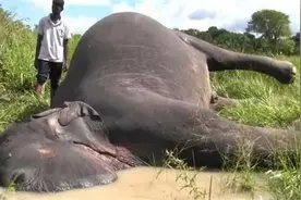 在野外碰见大象尸体，为什么千万不要碰？碰了后果会很严重吗？图片