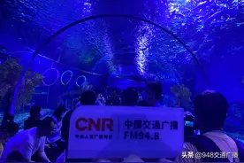 与白鲸抢球，同鲨鱼共舞｜武汉“极地挑战赛”半决赛来袭图片