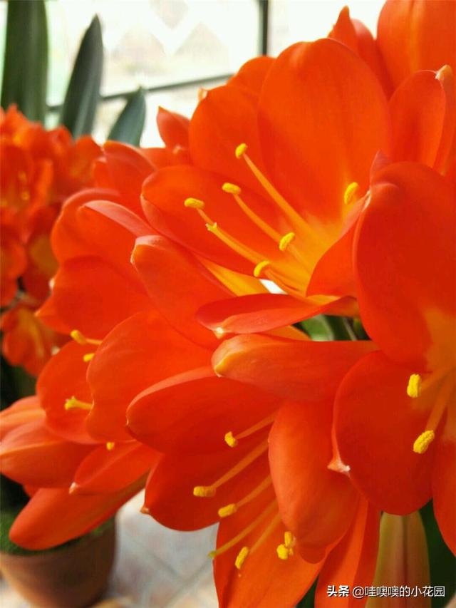 养君子兰、兰花，盆里加3料，白根粗壮，叶片挺拔，开花娇俏