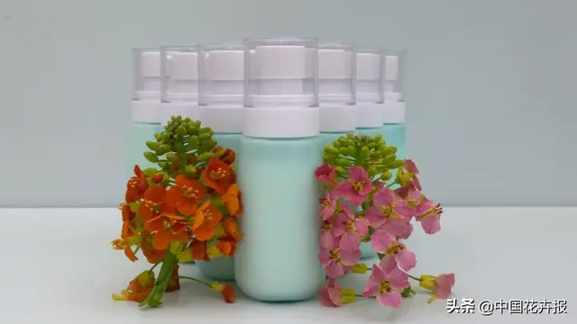 北国杏花初绽，江南已是油菜花漫山，“可甜可盐”的彩色油菜花，爱了！