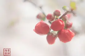 知否知否，海棠依旧图片