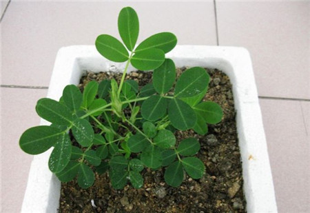 现在正是吃花生的时候,煮之前拎几个塞盆里,一周就长出清新盆栽