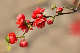 写海棠的诗词（只恐夜深花睡去，故烧高烛照红妆）图片