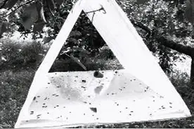 梨树与李树混栽园梨小食心虫的发生与防治图片