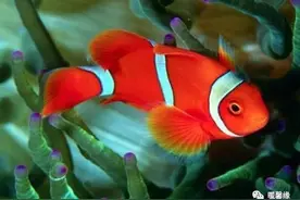 小丑鱼历险记图片