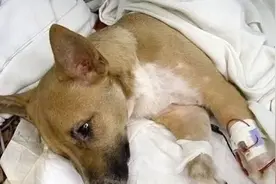 想要狗狗肠胃健康，这6件事不能犯，容易缩短寿命图片