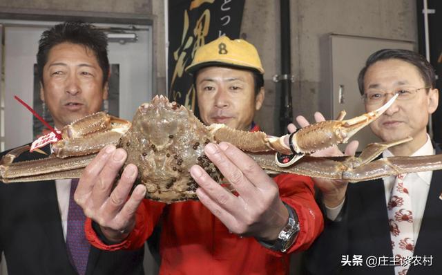 日本筑地花胶 2026年最新日本筑地花胶
