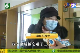 租客养了两条狗 房东收房时差点哭出来 咬坏家具怎么赔？图片