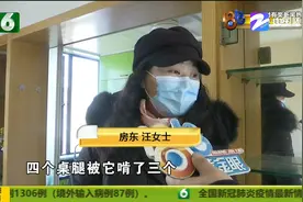 租客养了两条狗 房东收房时差点哭出来 咬坏家具怎么赔？图片