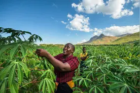 中国人在非洲土地上种出蔬菜，当地黑人感到十分震撼图片